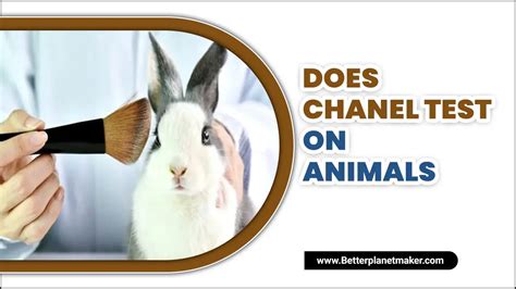 does chanel animal test|Chanel ethical issues.